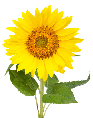 Bedeutung: Sonnenblumen Sonnenblumen