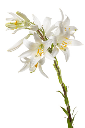 Lilien