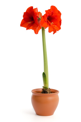 Amaryllis