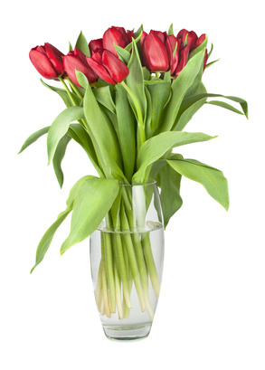 Tulpen