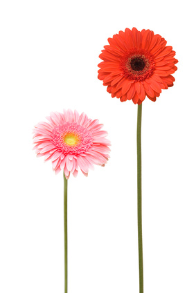 Gerbera