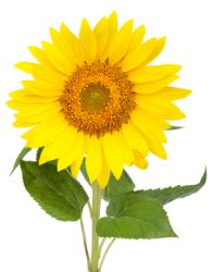 Bedeutung: Sonnenblumen Sonnenblumen