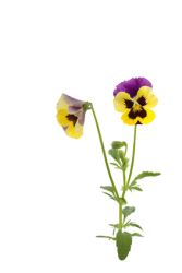 Bedeutung: Veilchen Veilchen