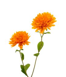 Bedeutung: Chrysantheme Chrysantheme