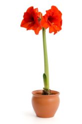 Bedeutung: Amaryllis Amaryllis