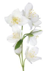 Bedeutung: Jasmin Jasmin